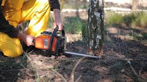 How Our Tree Care Process Works  in  Wenonah, NJ